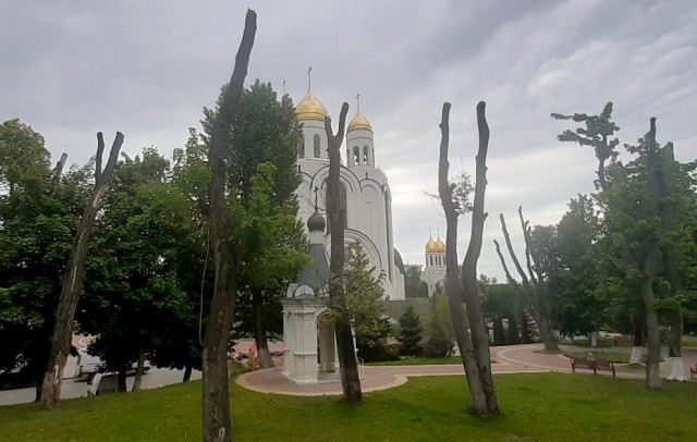 Возле храма на площади Победы в Калининграде вырубят 11 деревьев