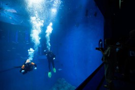 С момента открытия «Планету Океан» в Калининграде посетило 35 тысяч человек