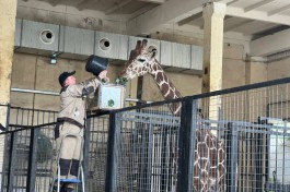 В Калининградском зоопарке открыли для посещения павильон с жирафом и сурикатами