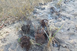 «Пикник на авандюне»: в Зеленоградске неизвестные вырвали более 100 пескоудерживающих растений
