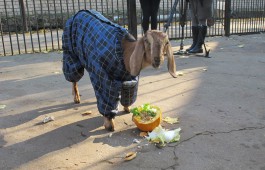 Нубийским козам из калининградского зоопарка купили костюмы на зиму