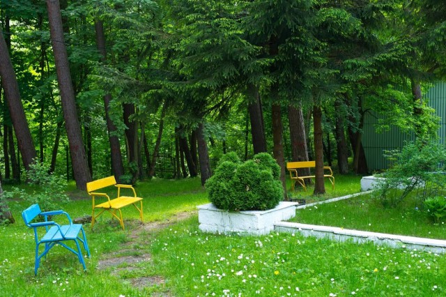 На территории лагеря в центре Светлогорска разрешили вырубить 20 деревьев