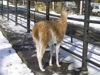 Животные Калининградского зоопарка зимуют по расписанию