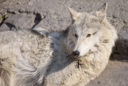 В калининградском зоопарке закрыли для посещения волчатник