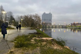 «Усохла крона»: на Нижнем озере в Калининграде спилили три огромных клёна (фото)