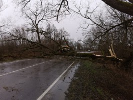«Перекрытые трассы, упавшие деревья и блэкаут»: последствия урагана в Калининградской области (фото)