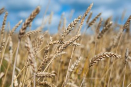 Калининградская область начала экспортировать пшеницу и кукурузу в Сербию