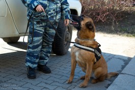 Полицейские нашли пропавшего в Калининграде девятилетнего мальчика