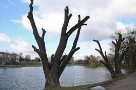 «Страшные столбы без веток»: зачем в Калининграде проводят «жёсткую» обрезку деревьев