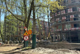 На территории гостиницы «Русь» в Светлогорске разрешили вырубить 32 дерева