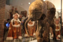 «Это я — Люба!»: в Музей Мирового океана привезли 42000-летнего мамонтёнка (фото)