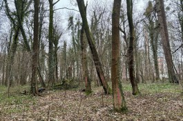 «Розовые цифры на стволах»: в парках Калининграда начали обследовать деревья