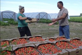 «Большую часть спасли»: на плантации в Полесске планируют собрать около 30 тонн клубники