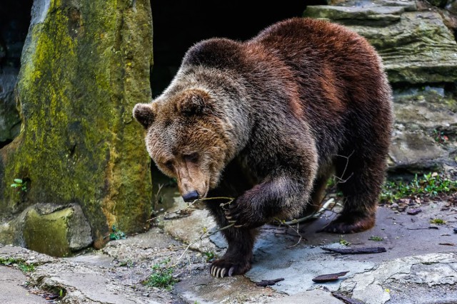 На строительство нового медвежатника в калининградском зоопарке выделяют 365 млн рублей