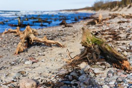 «Деревья на пляже»: в Зеленоградске из-под воды показался древний лес