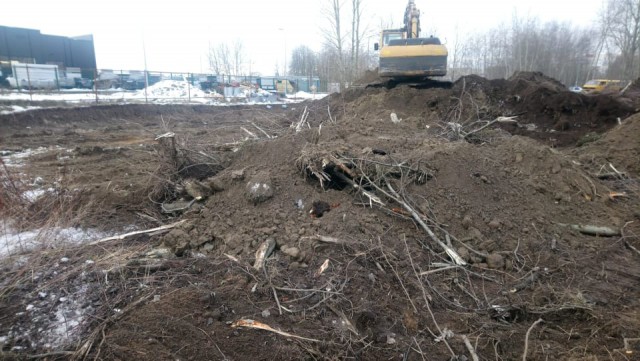Мэрия: На Московском проспекте в Калининграде незаконно вырубили десятки деревьев