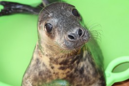Калининградский зоопарк взял на реабилитацию тюленёнка, которого нашли в Заостровье (фото, видео)
