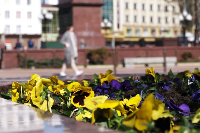 На улицах Калининграда высадят 50 тысяч анютиных глазок