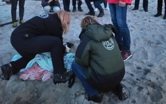На пляже в Отрадном обнаружили обезвоженного детёныша тюленя