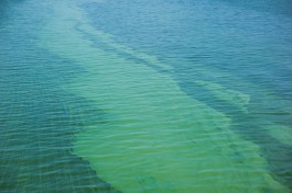 На калининградском побережье Балтийского моря зацвели синезелёные водоросли