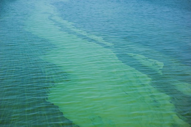 На калининградском побережье Балтийского моря зацвели синезелёные водоросли