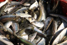 С начала года калининградские компании выловили 195 тысяч тонн рыбы в океане