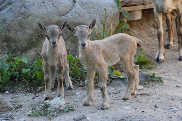 В калининградском зоопарке родились винторогие козлы Чук и Гек