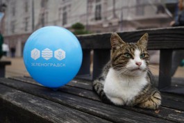 &laquo;Пиротехнический фестиваль, ярмарка и концерты&raquo;: программа Дня города в Зеленоградске 