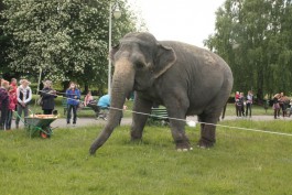 Слоны-великаны испортили газон в центре Калининграда