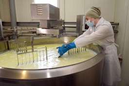 Сыроварня «Шаакен Дорф» в Гурьевском округе планирует в семь раз увеличить объёмы производства