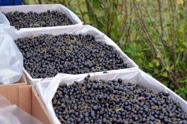 Под Неманом планируют запустить производство джемов из чёрной смородины, яблок и груш