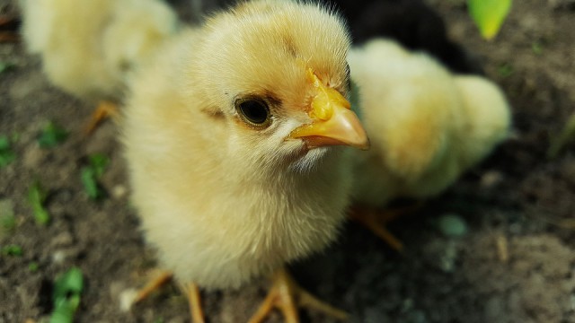 В Калининградскую область не пустили 39 тысяч цыплят из Германии