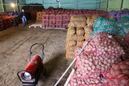 Экспертиза одобрила проект центра по производству элитных сортов картофеля в Калининградской области