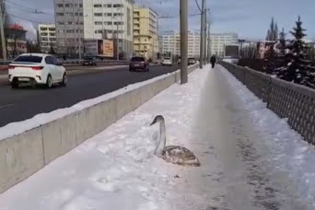 На эстакадном мосту в Калининграде обнаружили обессиленного лебедя