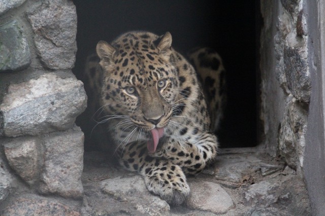 Калининградский зоопарк покажет животных-«полуночников»