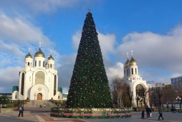 В центре Калининграда украсили новогоднюю ёлку 