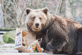 ФСБ решила признать медведей и кабарог стратегическим запасом России