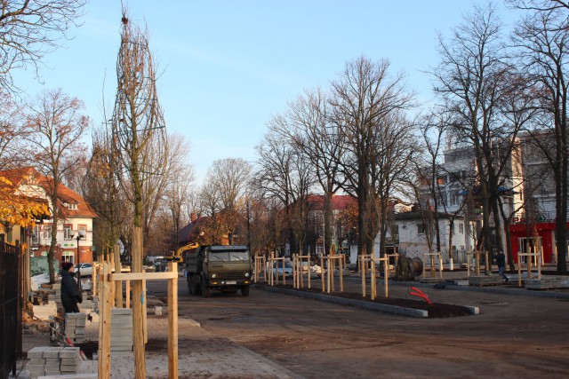 Возле вокзала в Зеленоградске начали высаживать семиметровые деревья из немецкого питомника (фото)