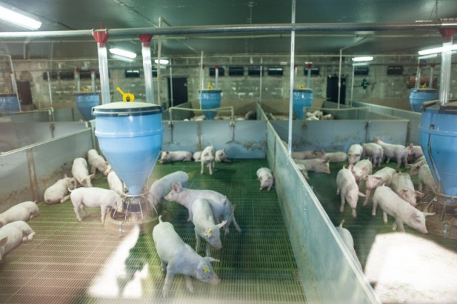 Суд приостановил работу свинокомплекса в Правдинском округе