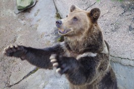 Страшно голодные медведи в калининградском зоопарке