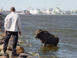Литовские спасатели пытались вытащить лося из Куршского залива: животное погибло