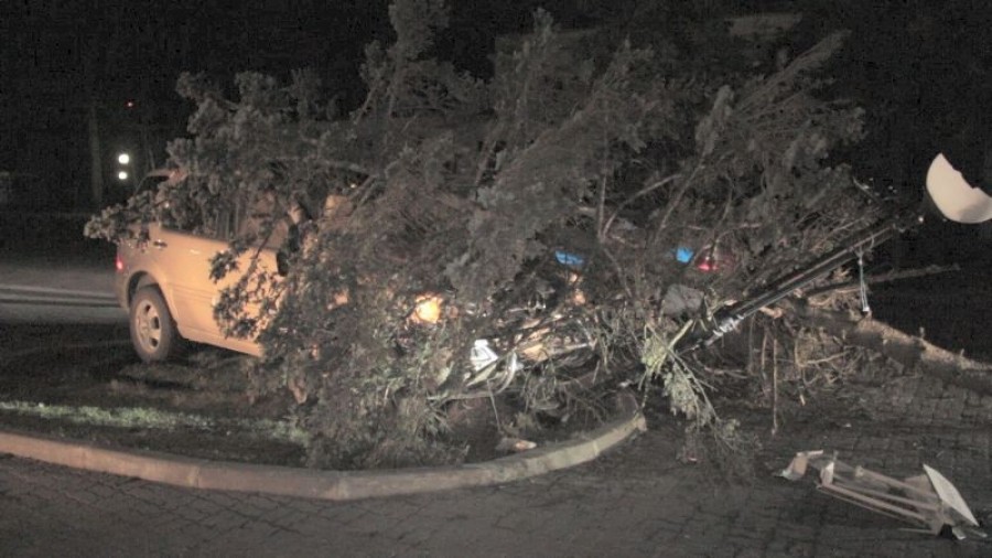 На ул. Бассейной в Калининграде внедорожник снёс дерево и указатель «Геркулеса» (фото)