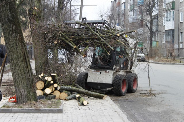 На двух улицах Калининграда вырубят сухостойные деревья