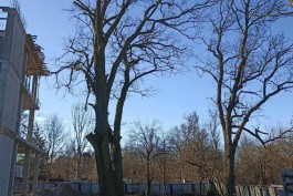 Для строительства корпуса школы-интерната №1 в Калининграде разрешили вырубить ещё 15 деревьев