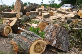 Цуканов — чиновникам: Вы сажаете в тюрягу за одно дерево, но не контролируете вырубку сотен гектаров