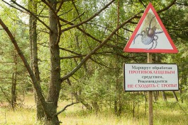 За неделю в Калининградской области пострадали от укусов клещей более 250 человек