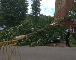 В Калининграде два дерева упали на припаркованные машины