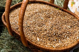 С начала года в Калининградскую область ввезли более 130 тонны ячменного солода из Белоруссии