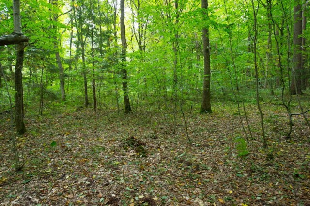 На озеленение лесов Калининграда в 2023 году выделили 13,6 млн рублей 