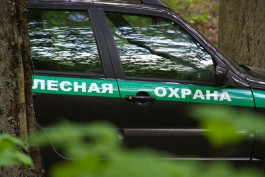 За 13 спиленных осин жителя Гурьевского района оштрафовали на 510 тысяч рублей